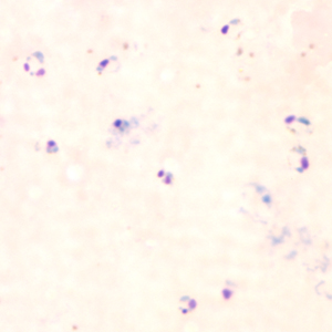 Image for question 1