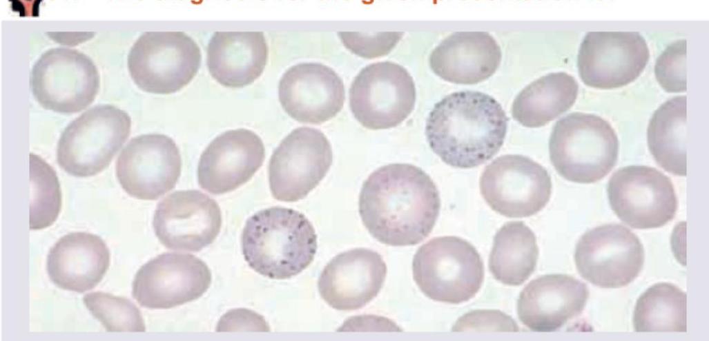 Image for question 50