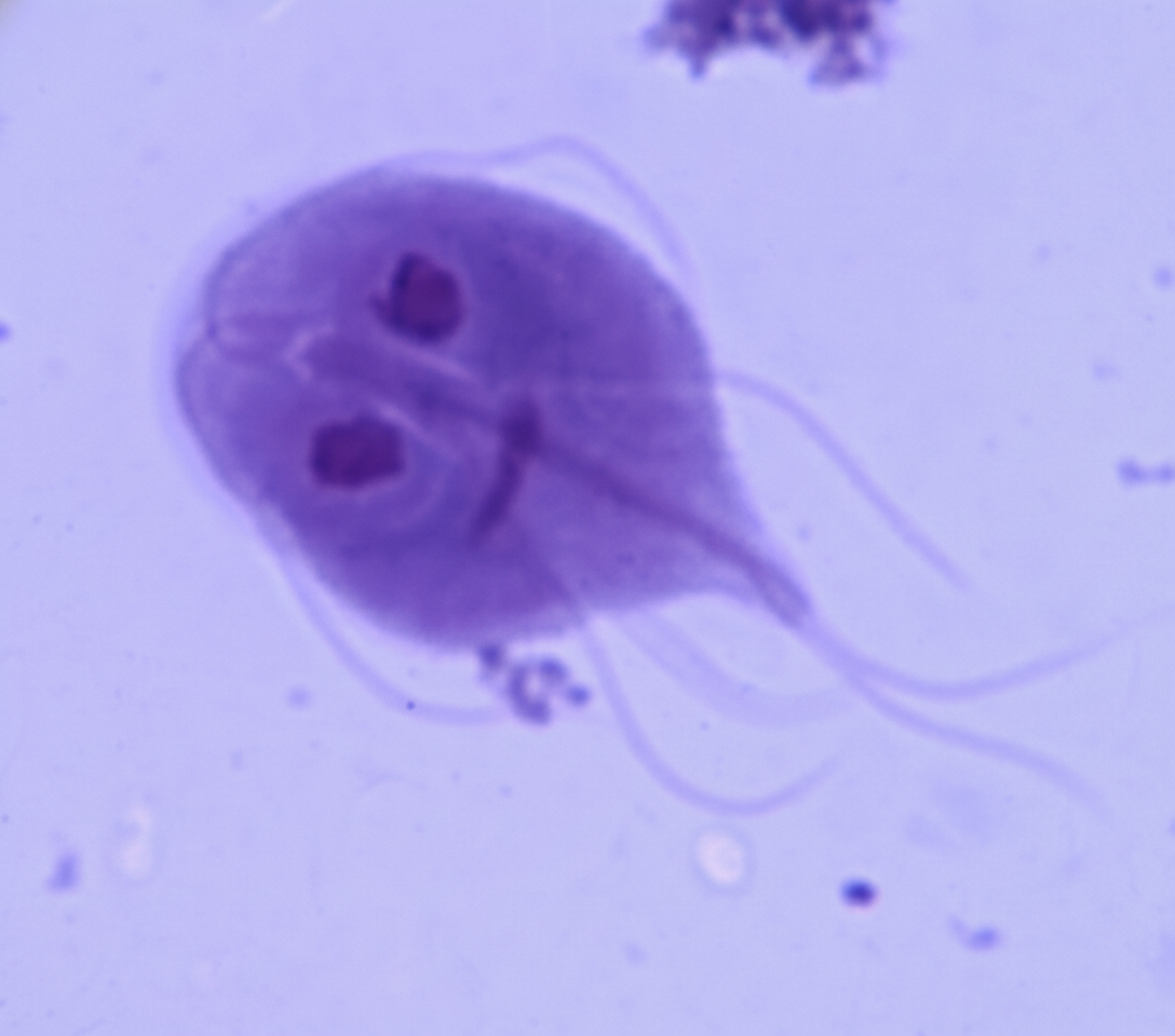 Image for question 222