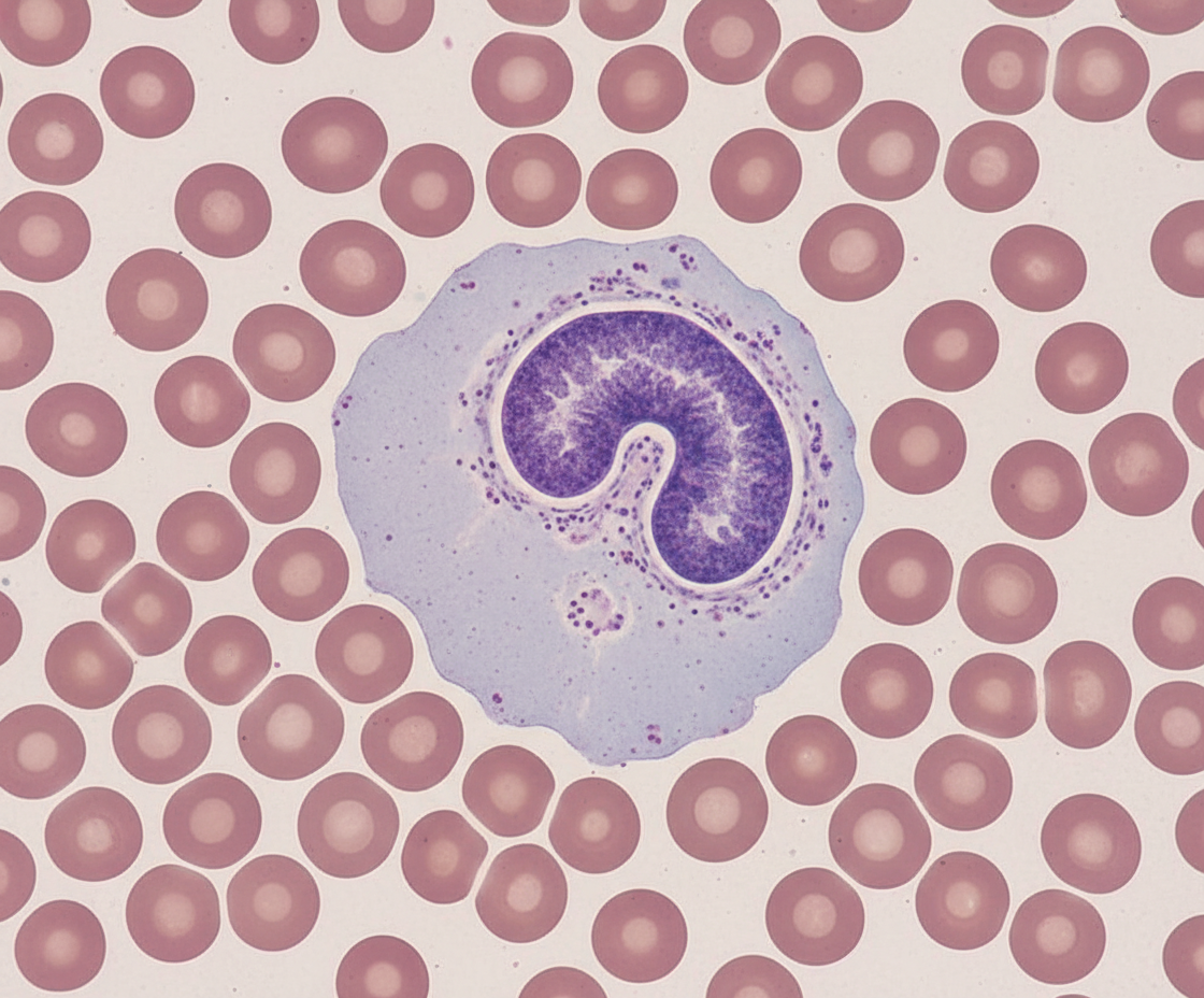 Image for question 13