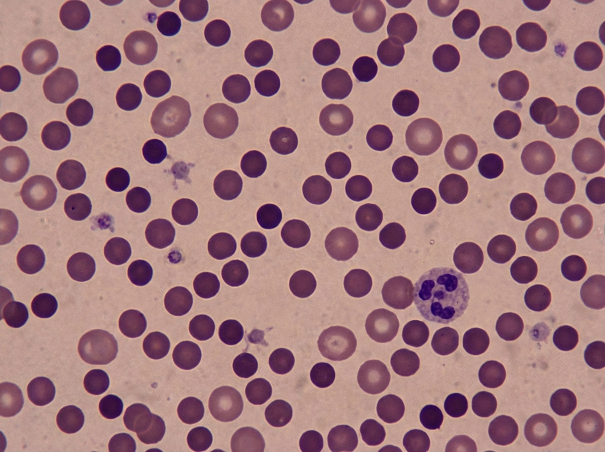 Image for question 224