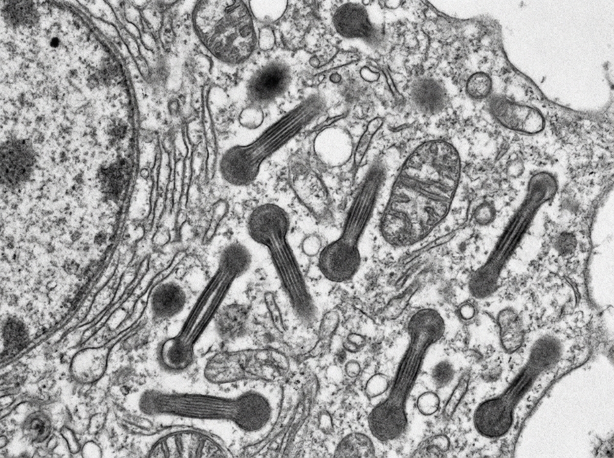 Image for question 11