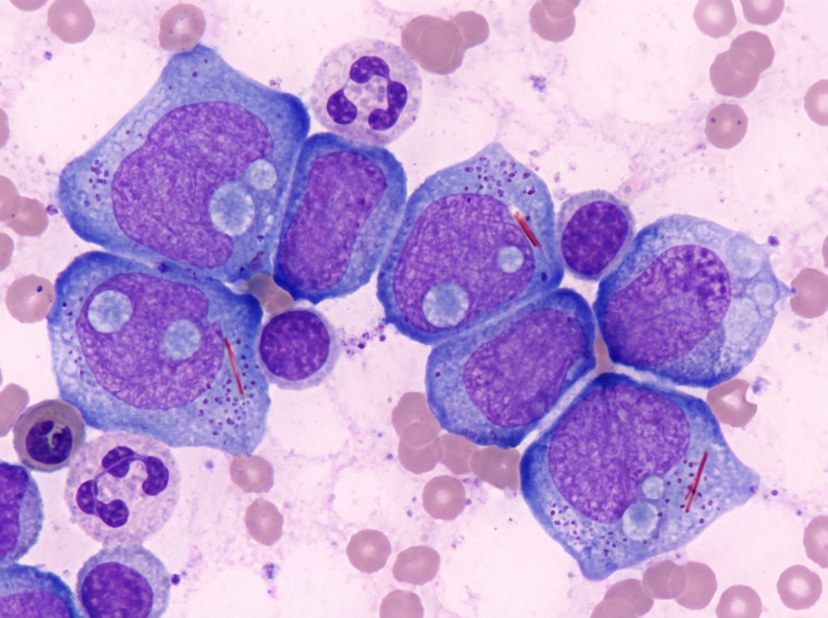 Image for question 48