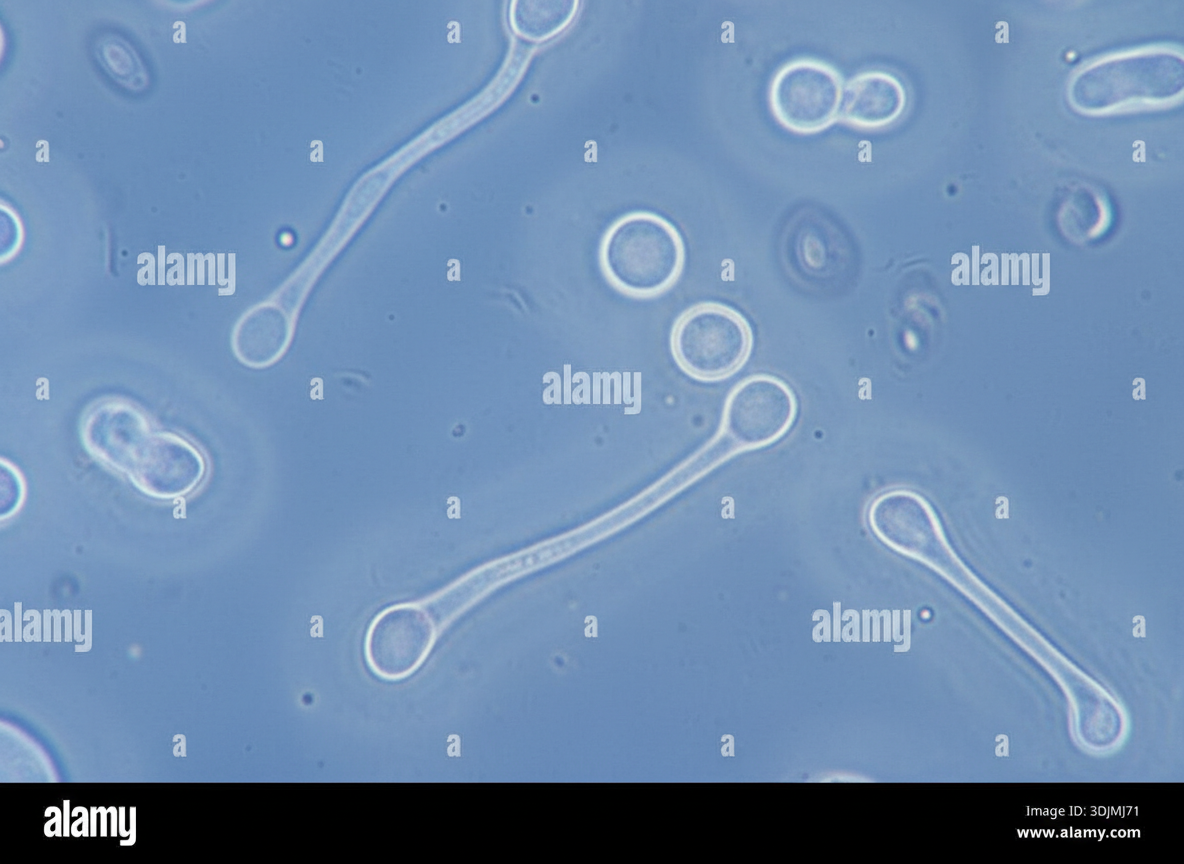 Image for question 47