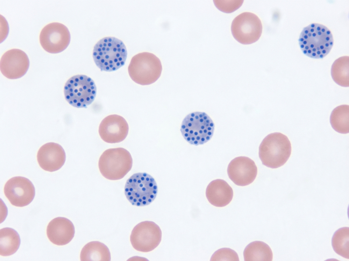 Image for question 24