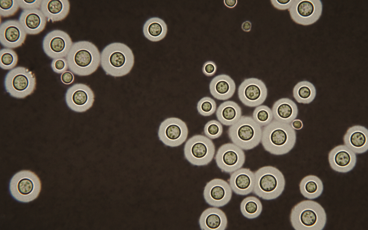 Image for question 93