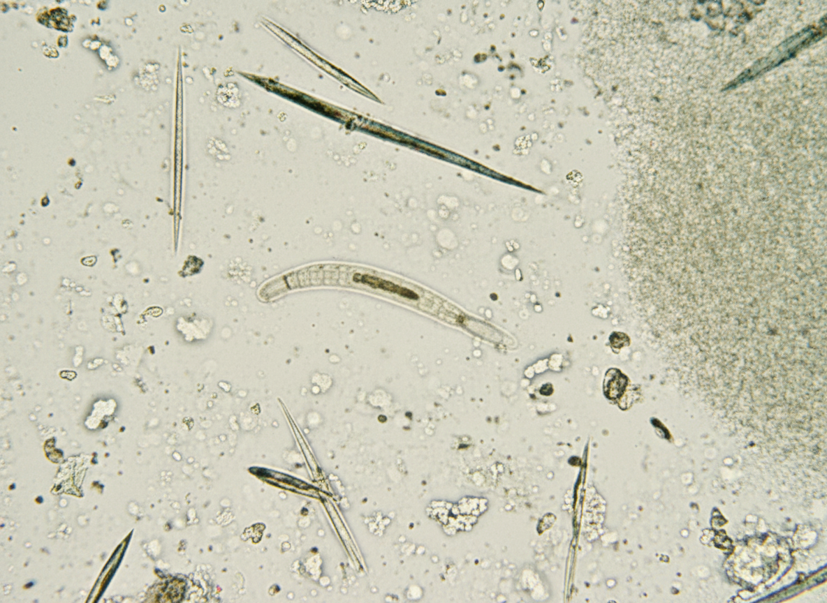 Image for question 341