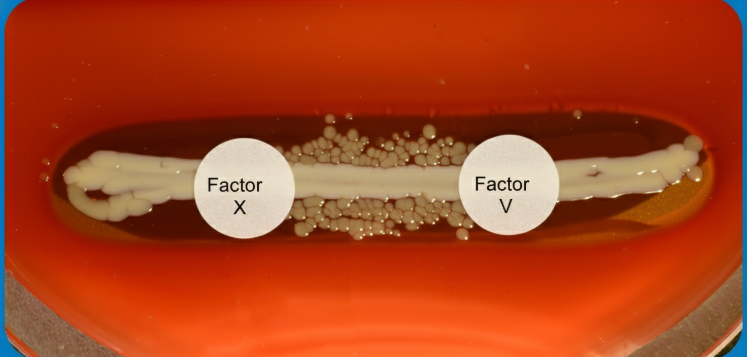 Image for question 44