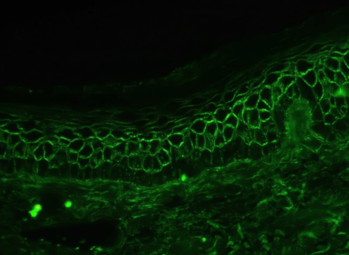Image for question 10