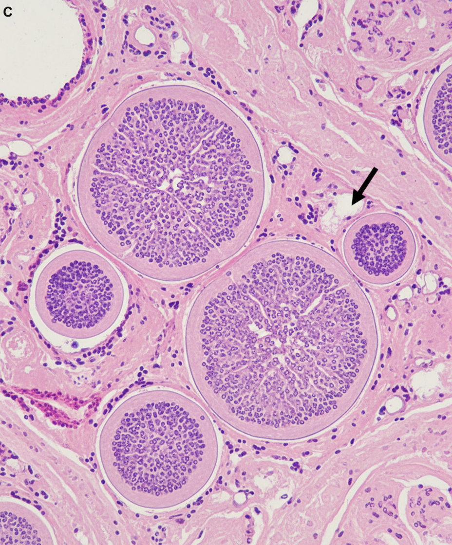 Image for question 260