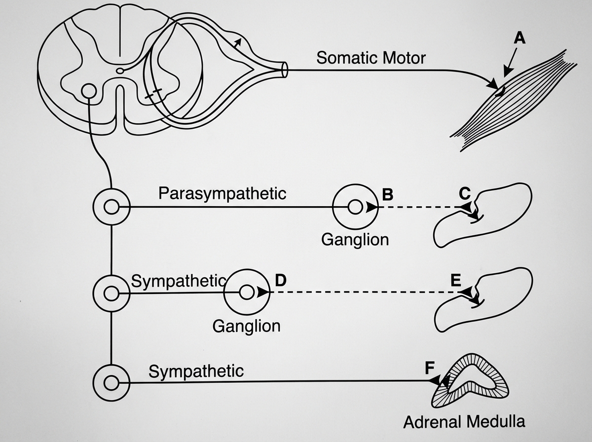 Image for question 461