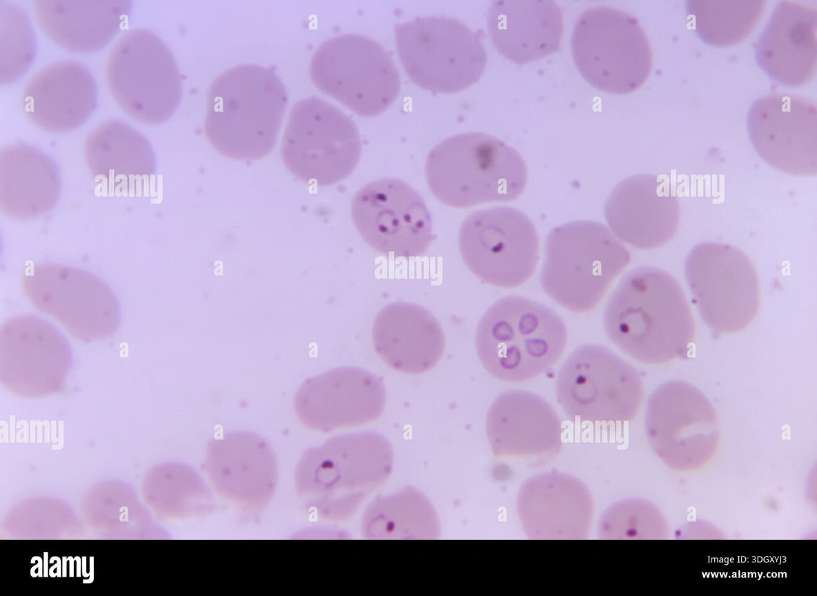 Image for question 36