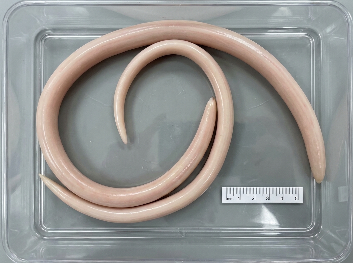 Image for question 1130