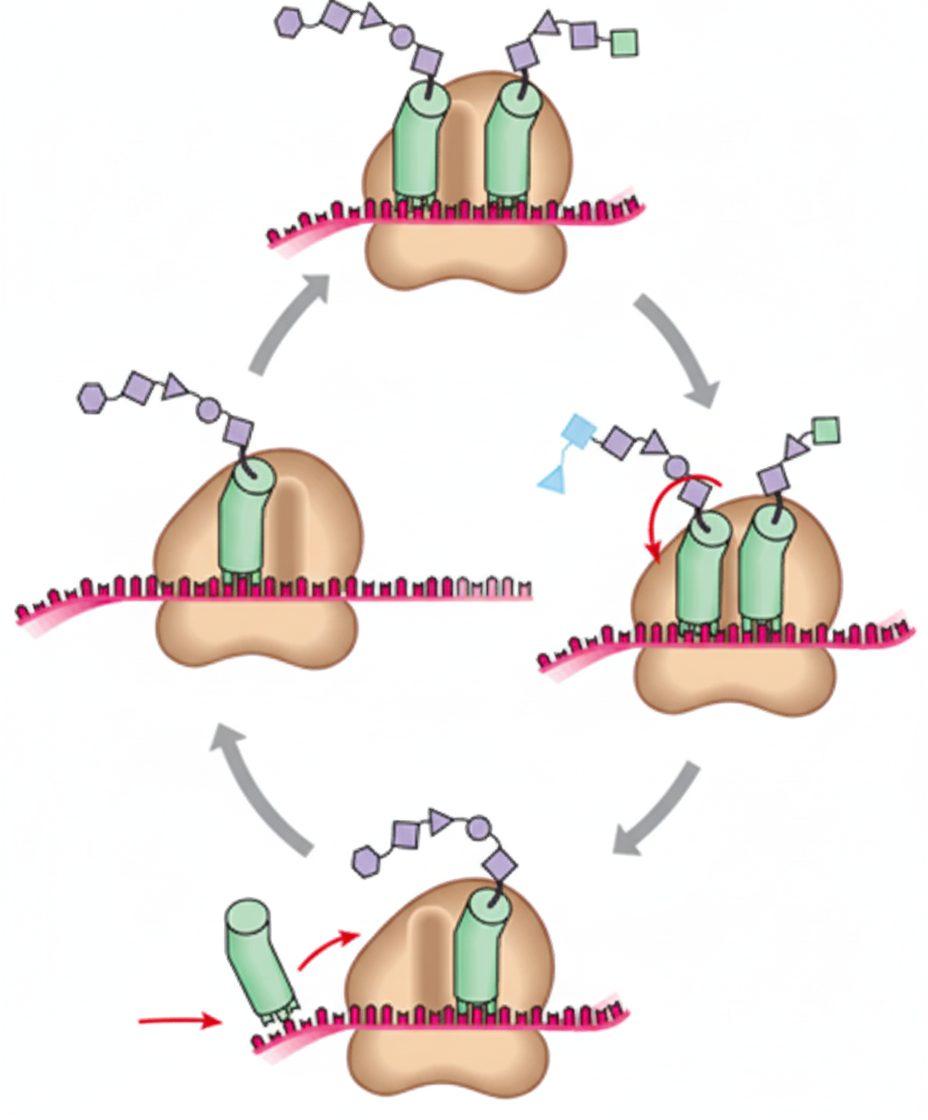 Image for question 423