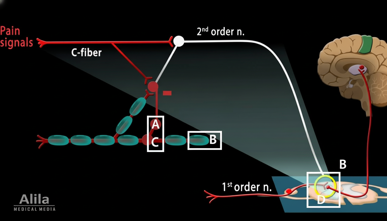 Image for question 117