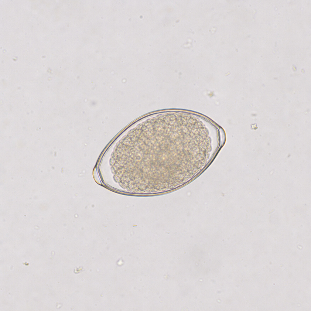 Image for question 78