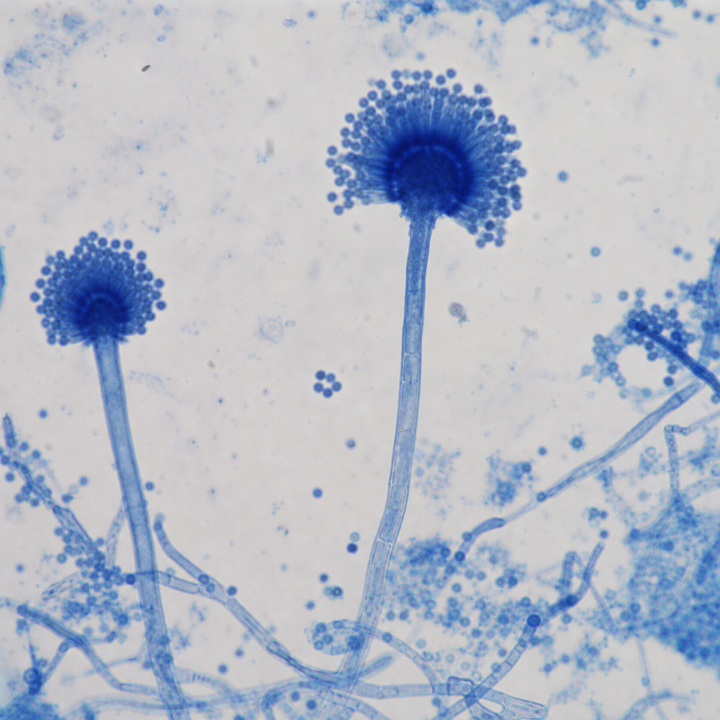 Image for question 56