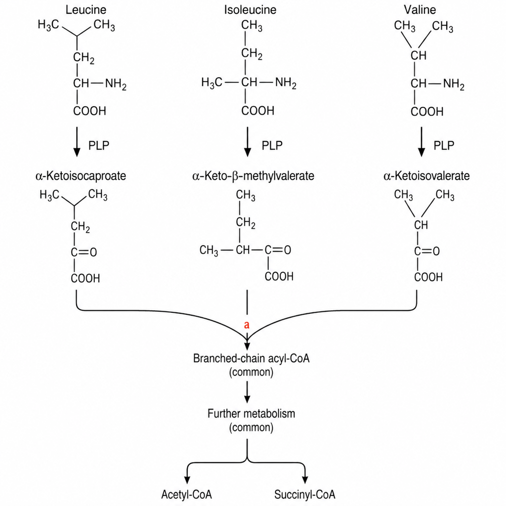 Image for question 1