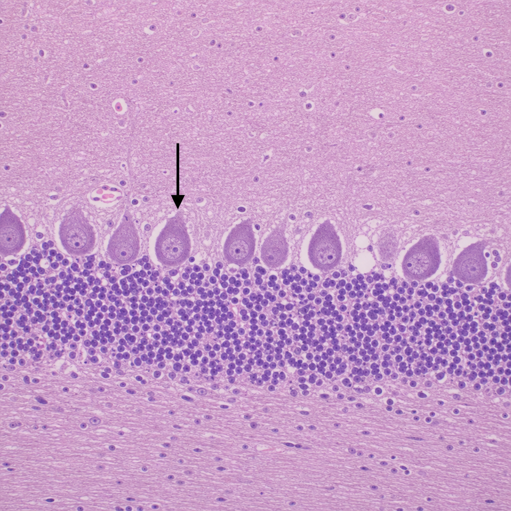 Image for question 9
